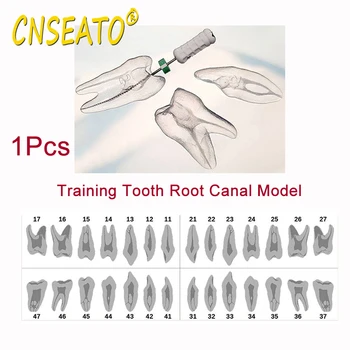 1Pcs Dantų Permatomas Šaknų Kanalų Praktikos Dantų Modelį, Endodontinis Mokymo Dantų Tyrimas Pakeisti Dervos Odontologijos Mokymo